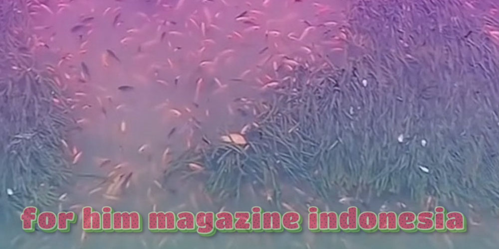 Viral Banyak Ikan di Danau Toba Mendadak Mati Viral Banyak Ikan di Danau Toba Mendadak Mati